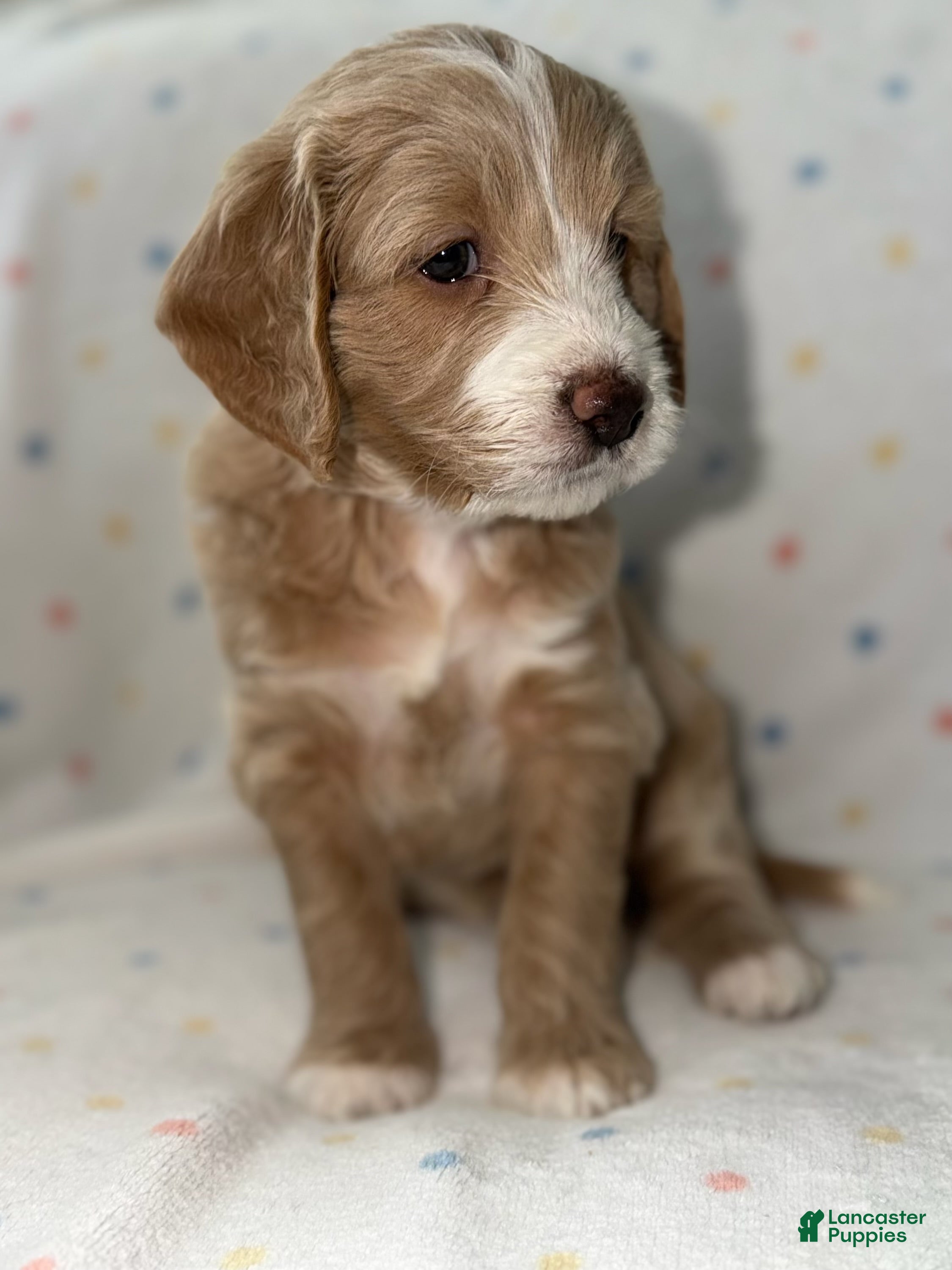 Mini Goldendoodle dogs Goldie, Goldendoodle 2 - Ad 38