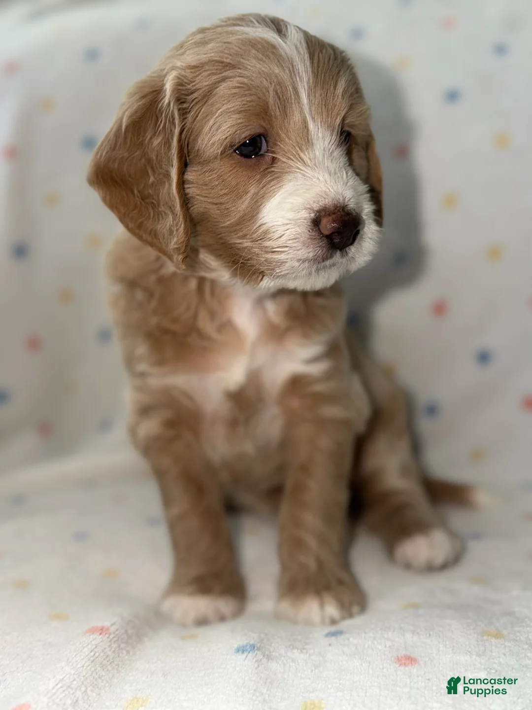 Mini Goldendoodle dogs for sale: Goldie, Goldendoodle 2 - Ad 1