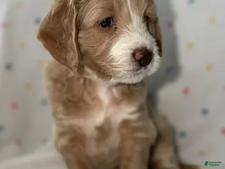 Mini Goldendoodle dogs Goldie, Goldendoodle 2 - Ad 38