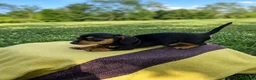 Dachshund dogs for sale: Grace - Ad 2