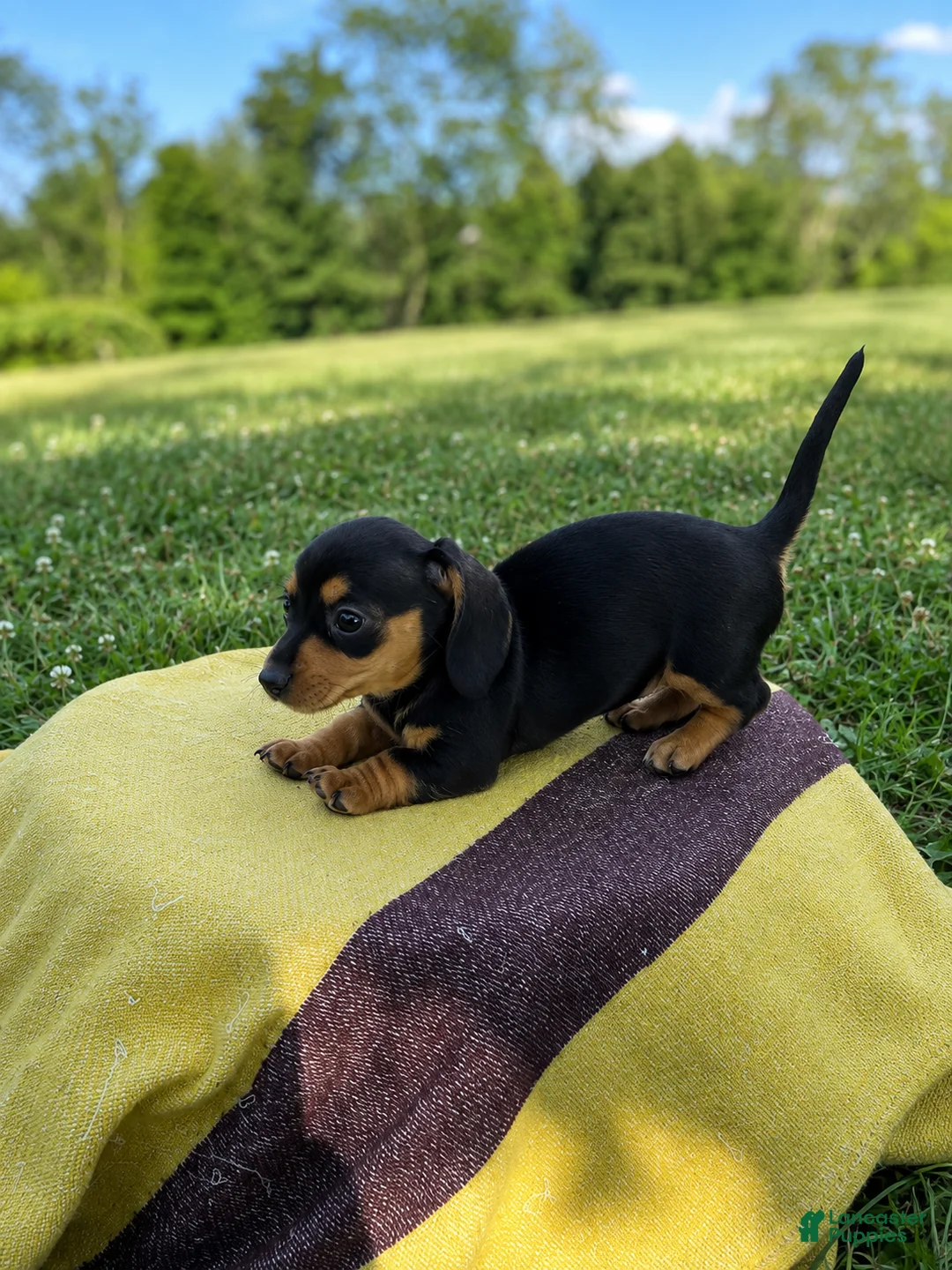 Dachshund dogs for sale: Grace - Ad 2