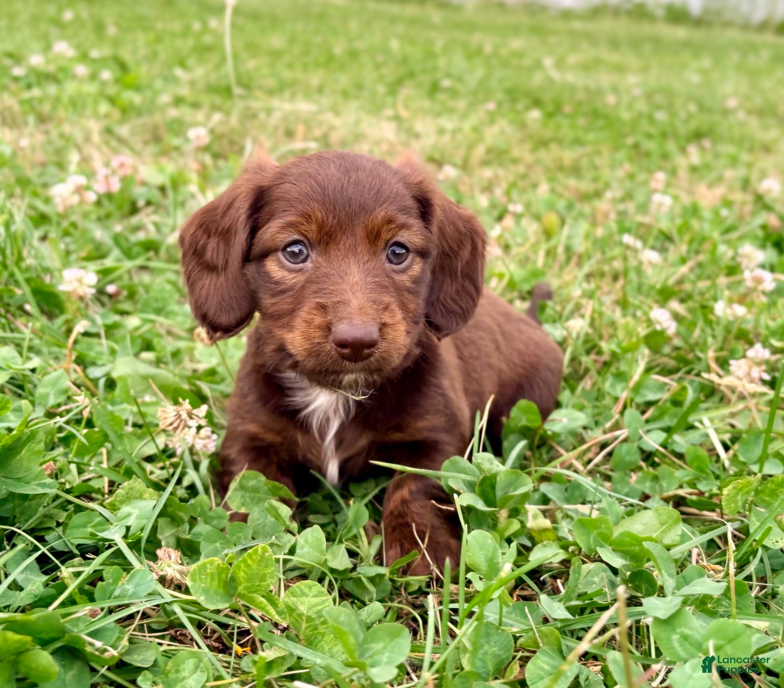 Miniature Dachshund dogs Lilly - Ad 1