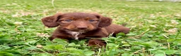 Miniature Dachshund dogs for sale: Lilly - Ad 1