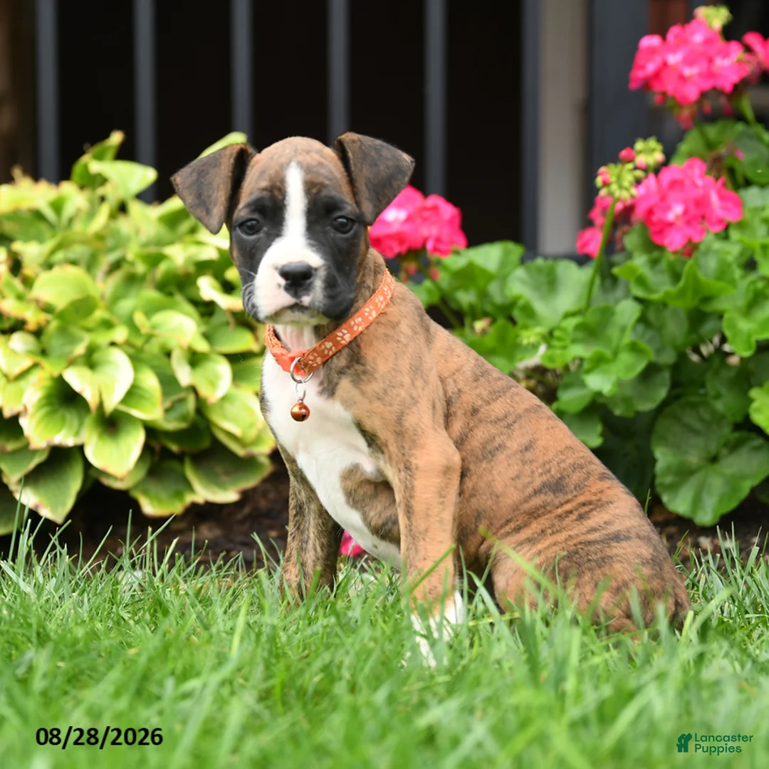 Boxer dogs for sale: Jasper - Ad 1