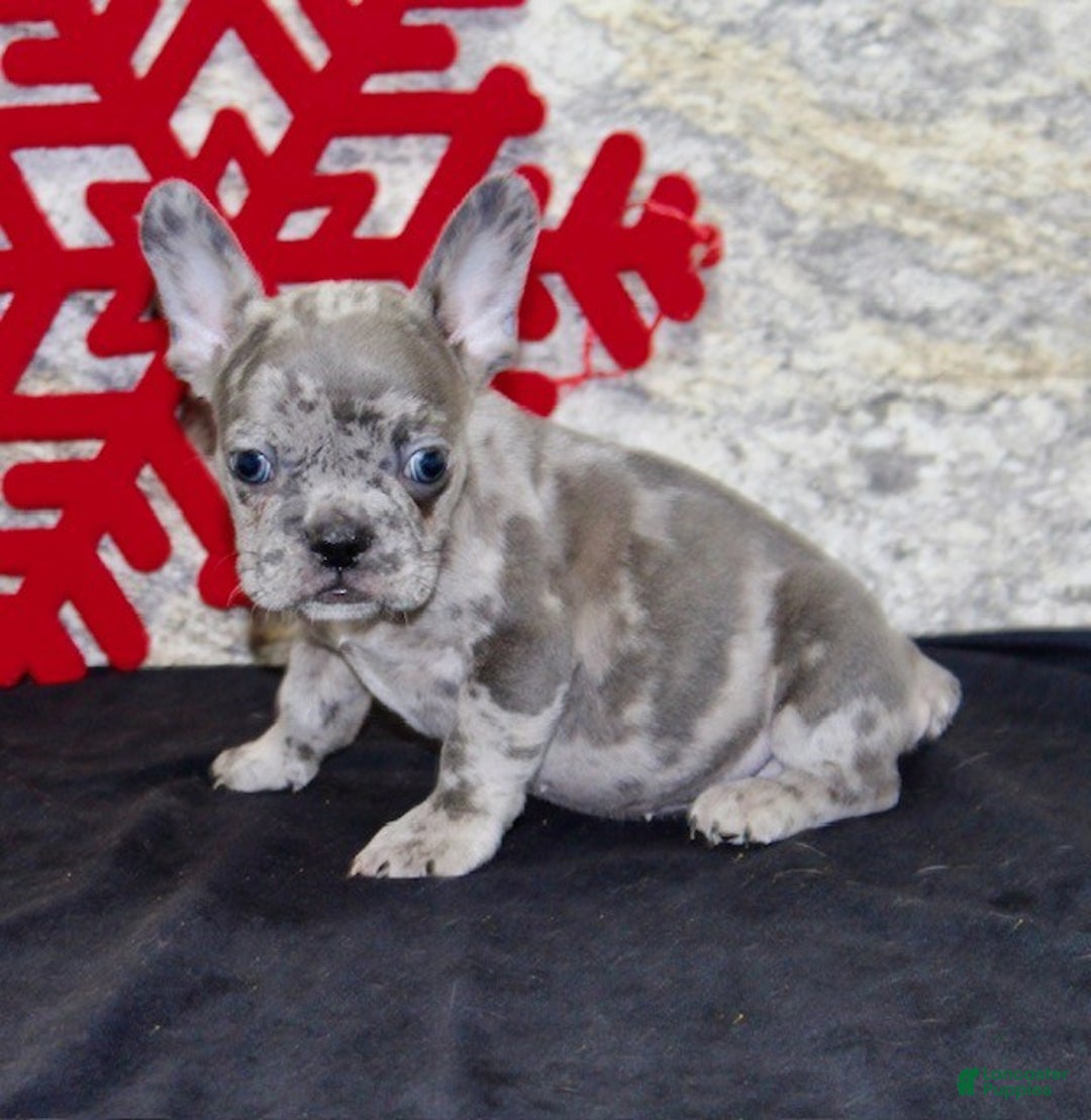 French Bulldog dogs for sale: Cletis - Ad 4