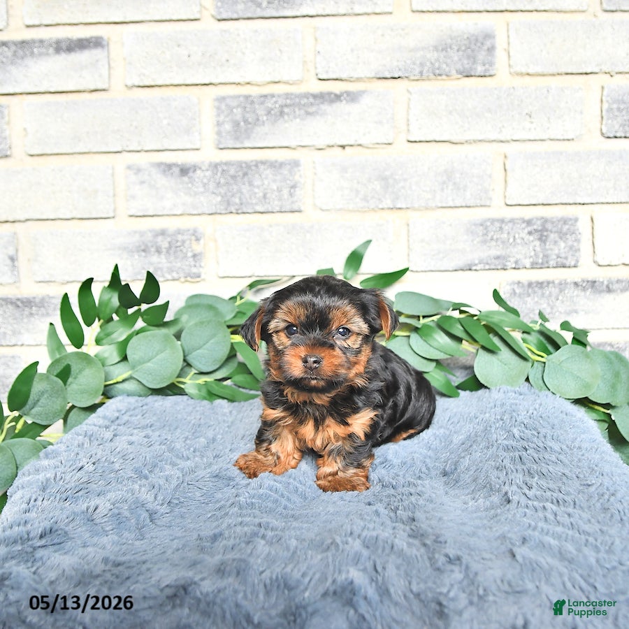Yorkshire Terrier dogs Victor - Ad 2