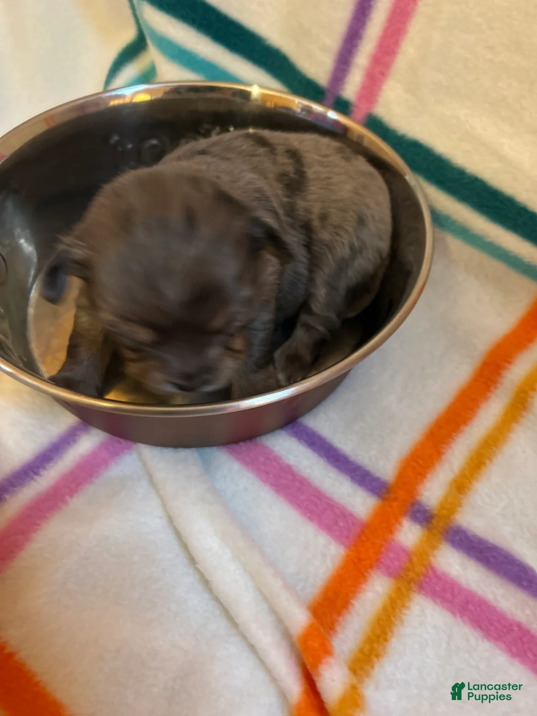 Chihuahua dogs for sale: Chihuahua Puppy 2 - Ad 2