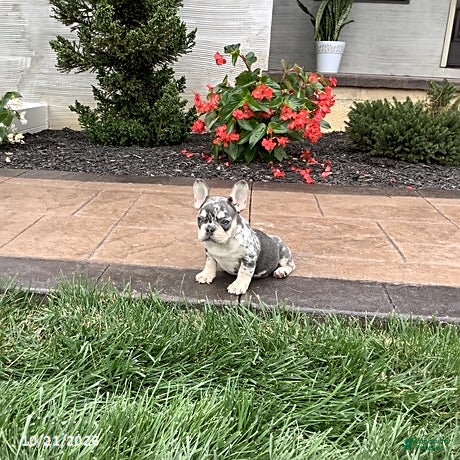 French Bulldog dogs Quincy - Ad 1