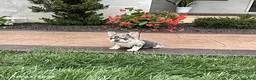 French Bulldog dogs for sale: Quincy - Ad 1