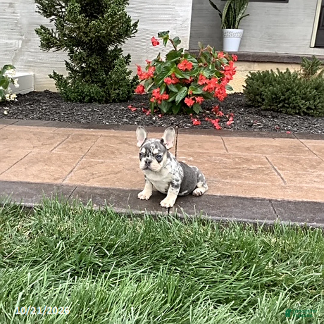 French Bulldog dogs for sale: Quincy - Ad 1