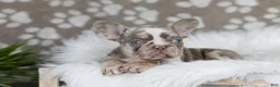 French Bulldog dogs for sale: Pearl - Ad 5