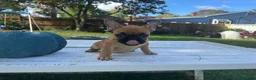 French Bulldog dogs for sale: Pou - Ad 3