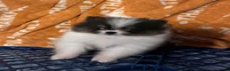 Pomeranian dogs for sale: Akc pebbles  - Ad 4