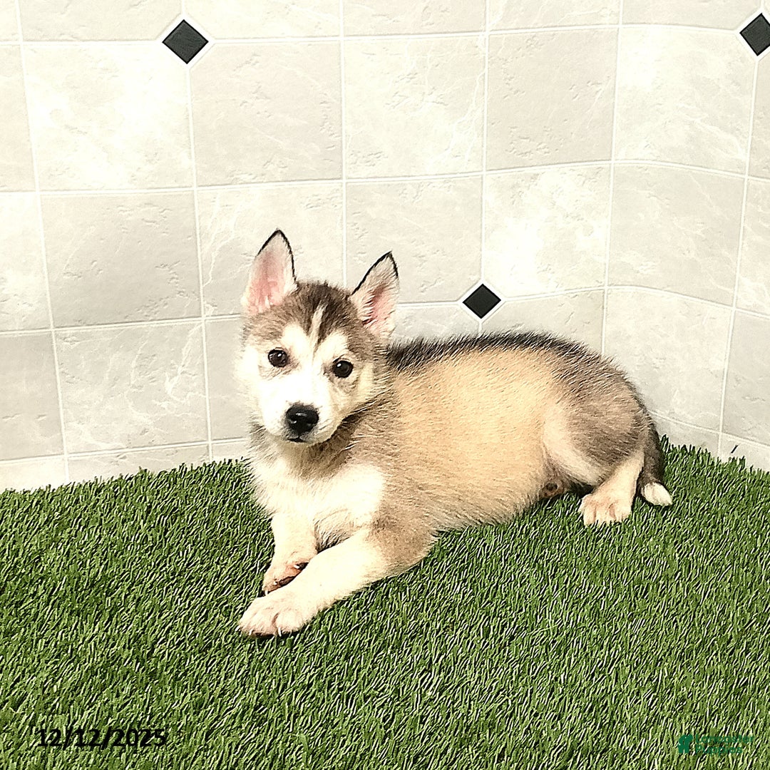 Siberian Husky dogs for sale: Susan - Ad 3