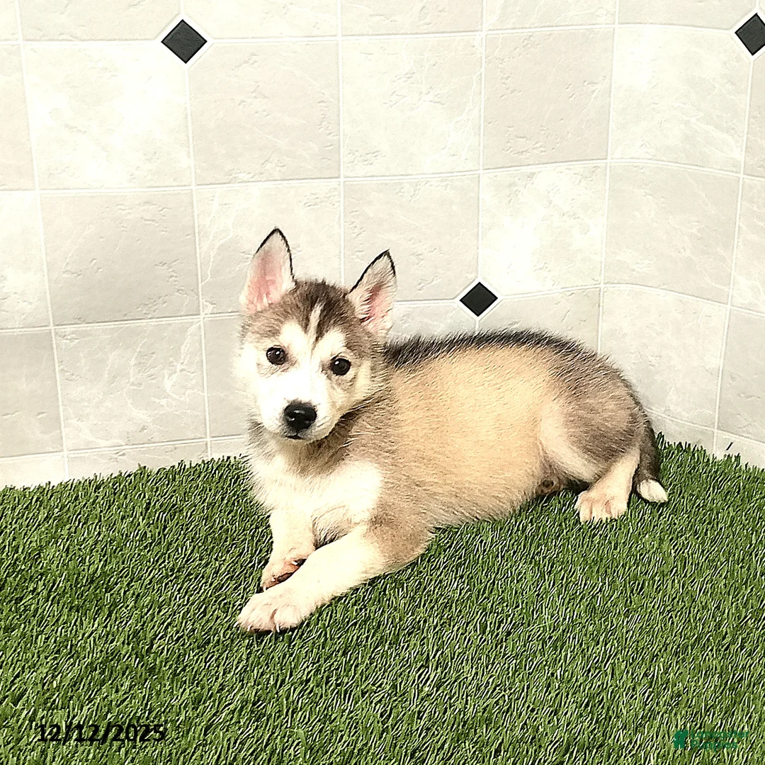 Siberian Husky dogs for sale: Susan - Ad 3