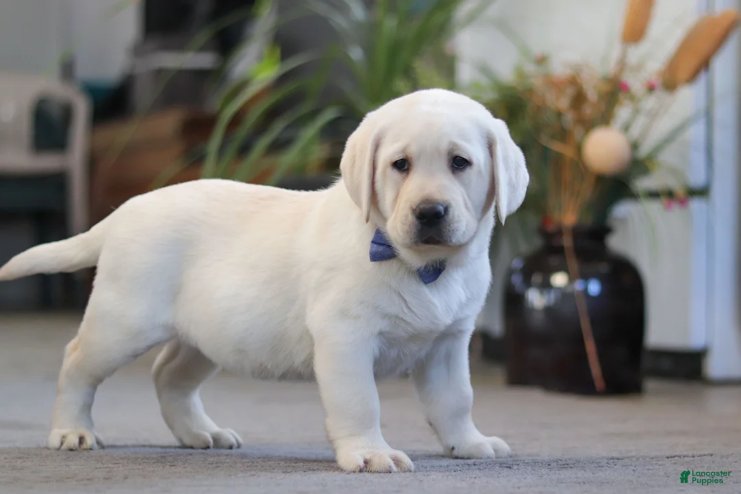 Labrador Retriever dogs for sale: Benny - Ad 5