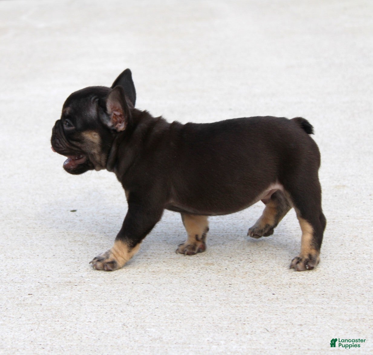 French Bulldog dogs Hershy - Ad 2