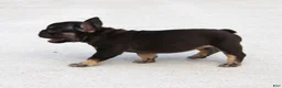 French Bulldog dogs for sale: Hershy - Ad 2