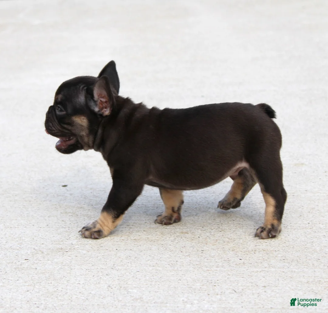 French Bulldog dogs for sale: Hershy - Ad 2