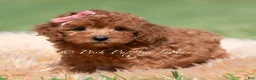 Maltipoo dogs for sale: Poppy seed F1 - Ad 3