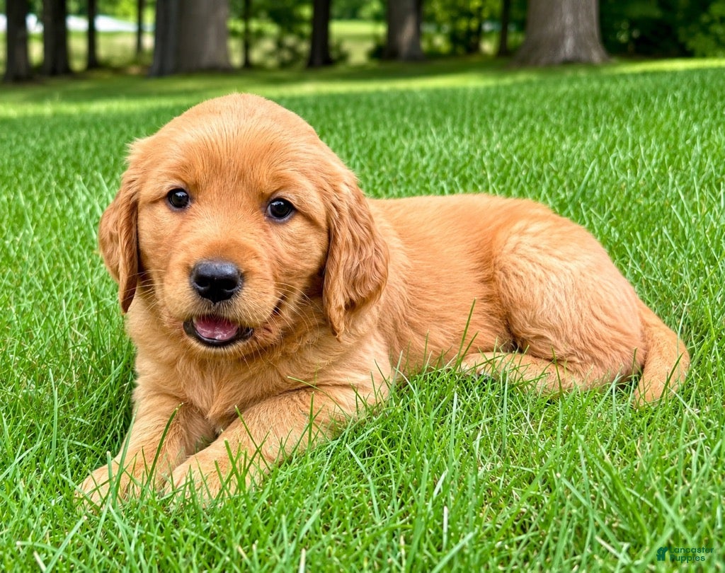 Golden Retriever dogs female golden retriever puppy - Ad 2