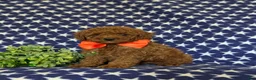 Miniature Poodle dogs for sale: Stanton - Ad 2