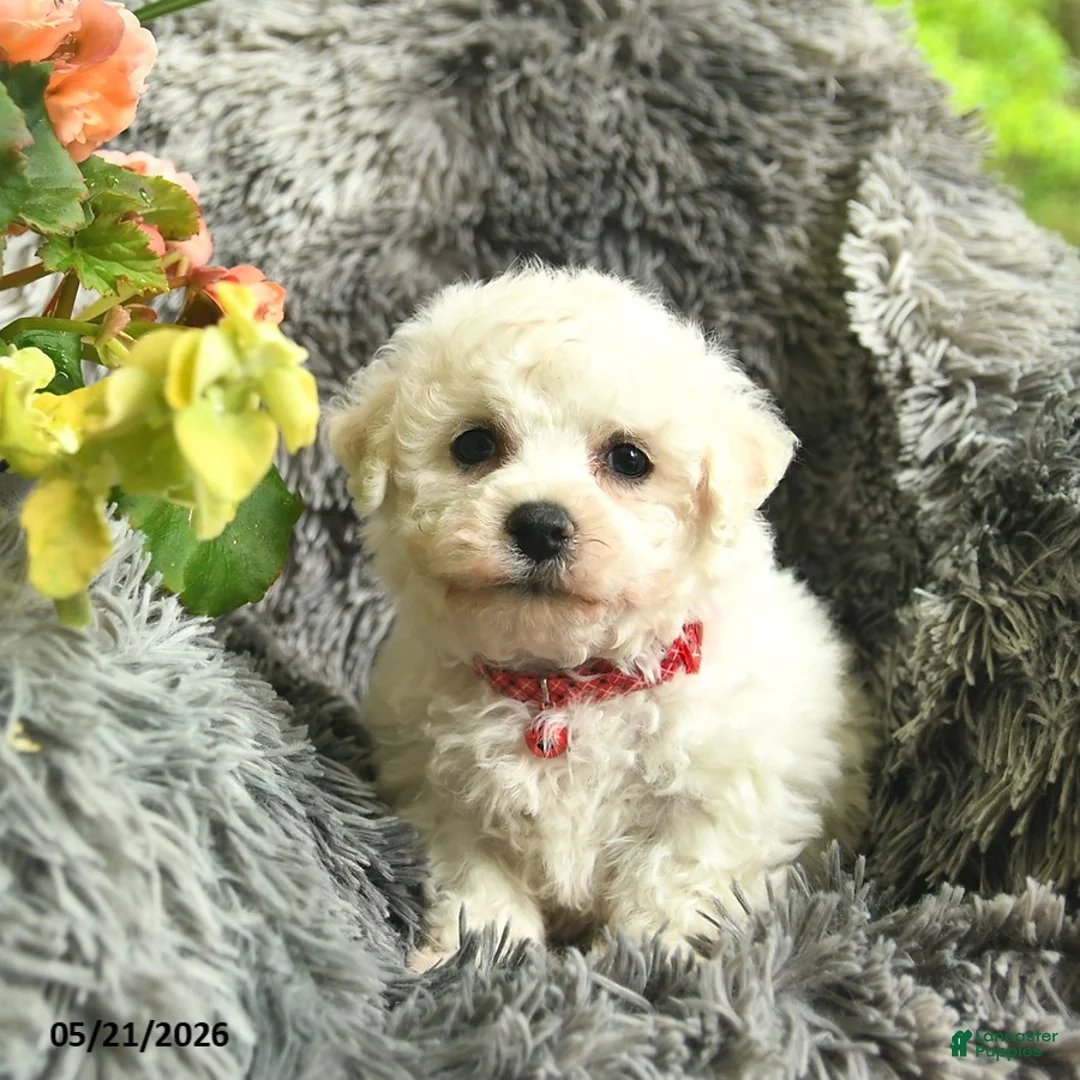 Bichon Frise dogs for sale: Captain  - Ad 2
