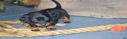 Dachshund dogs for sale: Toffee - Ad 4