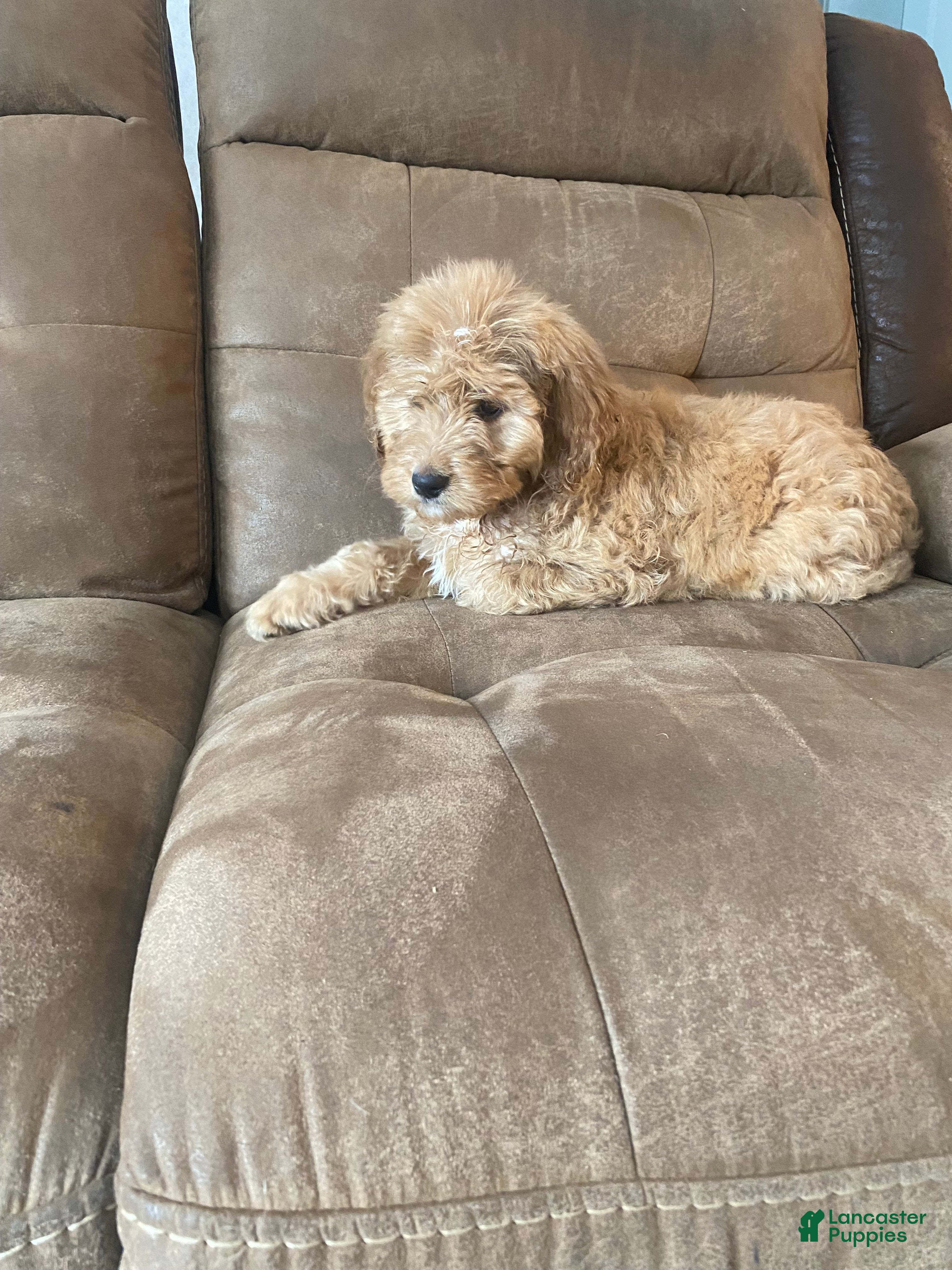 Mixed Breed dogs Stella - Ad 31