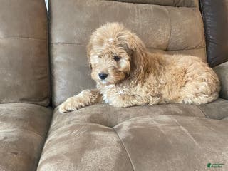 Mixed Breed dogs Stella - Ad 15