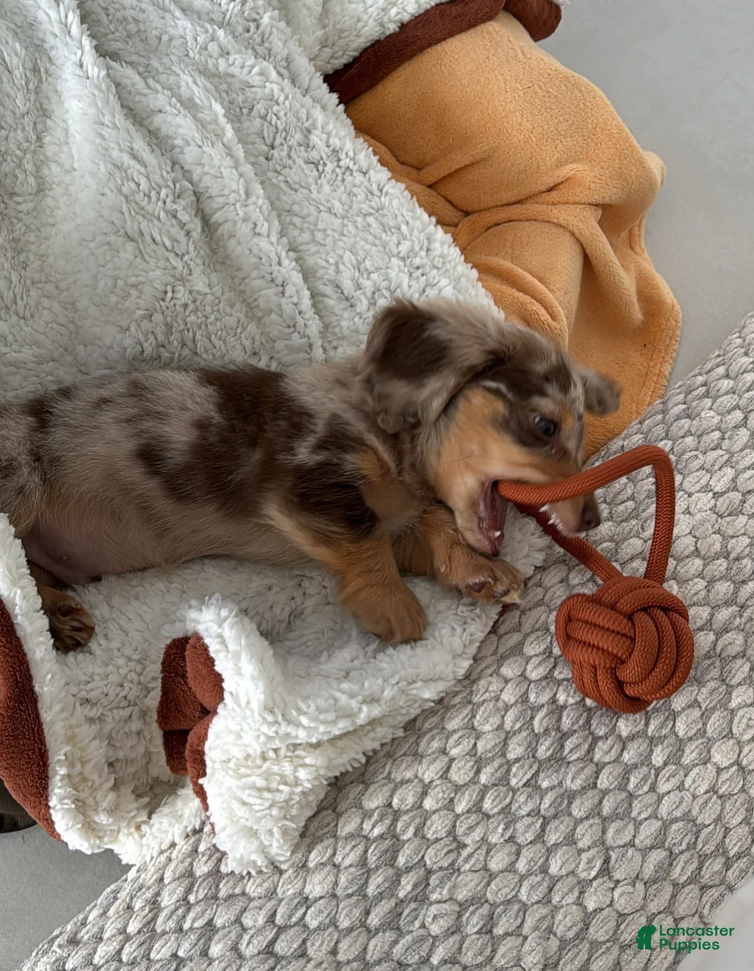 Miniature Dachshund dogs for sale: Miniature Dachshund Puppy 3 - Ad 2