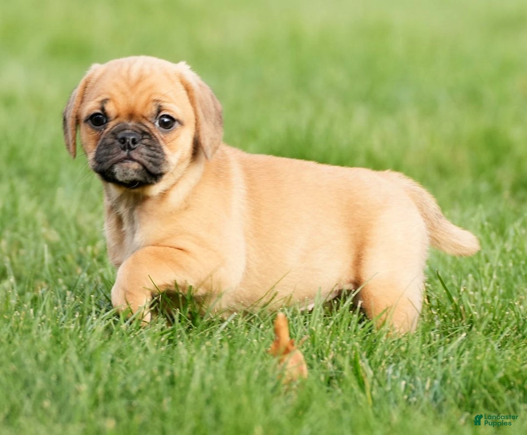 Puggle dogs for sale: Ripley - Ad 1