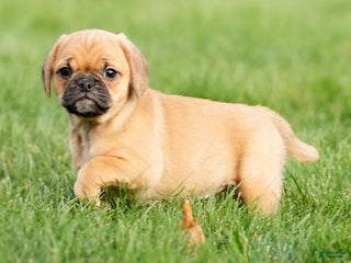 Puggle dogs Ripley - Ad 9