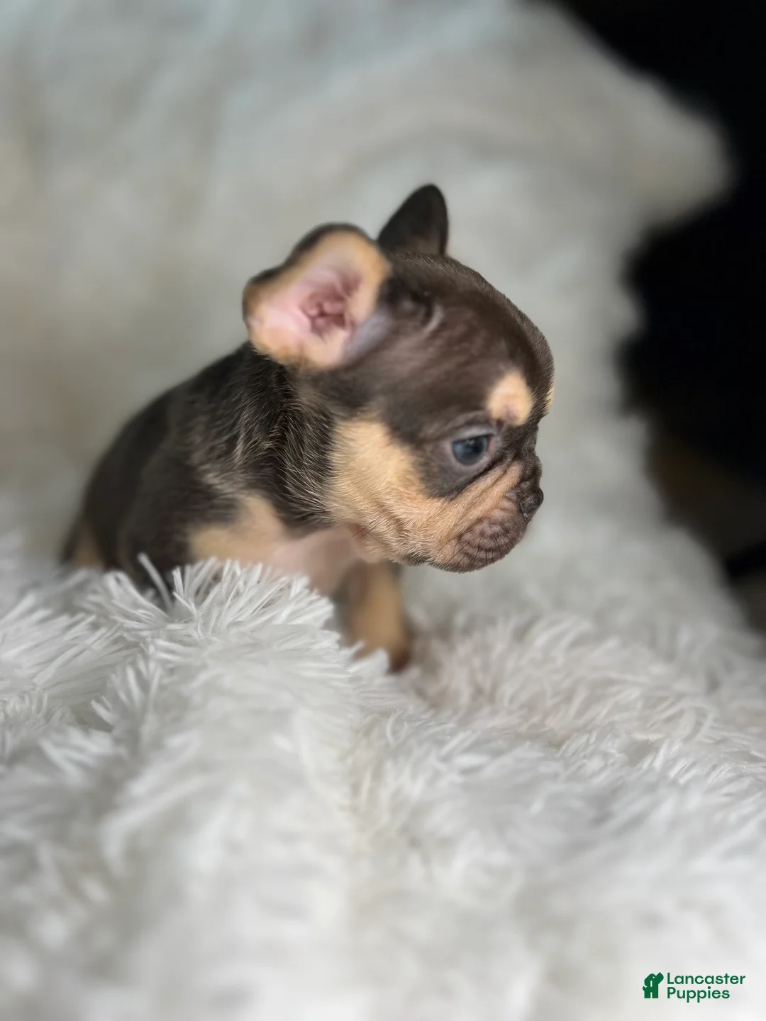 French Bulldog dogs for sale: French Bulldog Puppy 3 - Ad 1