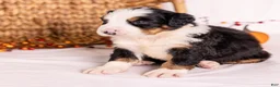 Bernese Mountain Dog dogs for sale: Ringo - Ad 4