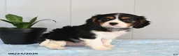 Cavalier King Charles Spaniel dogs for sale: Sundog - Ad 1
