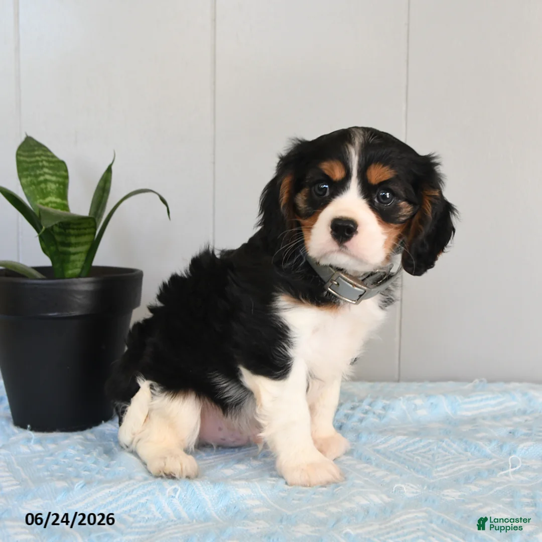 Cavalier King Charles Spaniel dogs for sale: Sundog - Ad 1