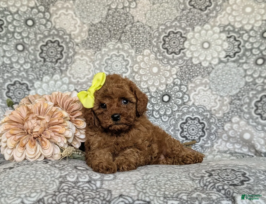 Toy Poodle dogs for sale: Mariana 9 lbs Full Grown - Ad 5