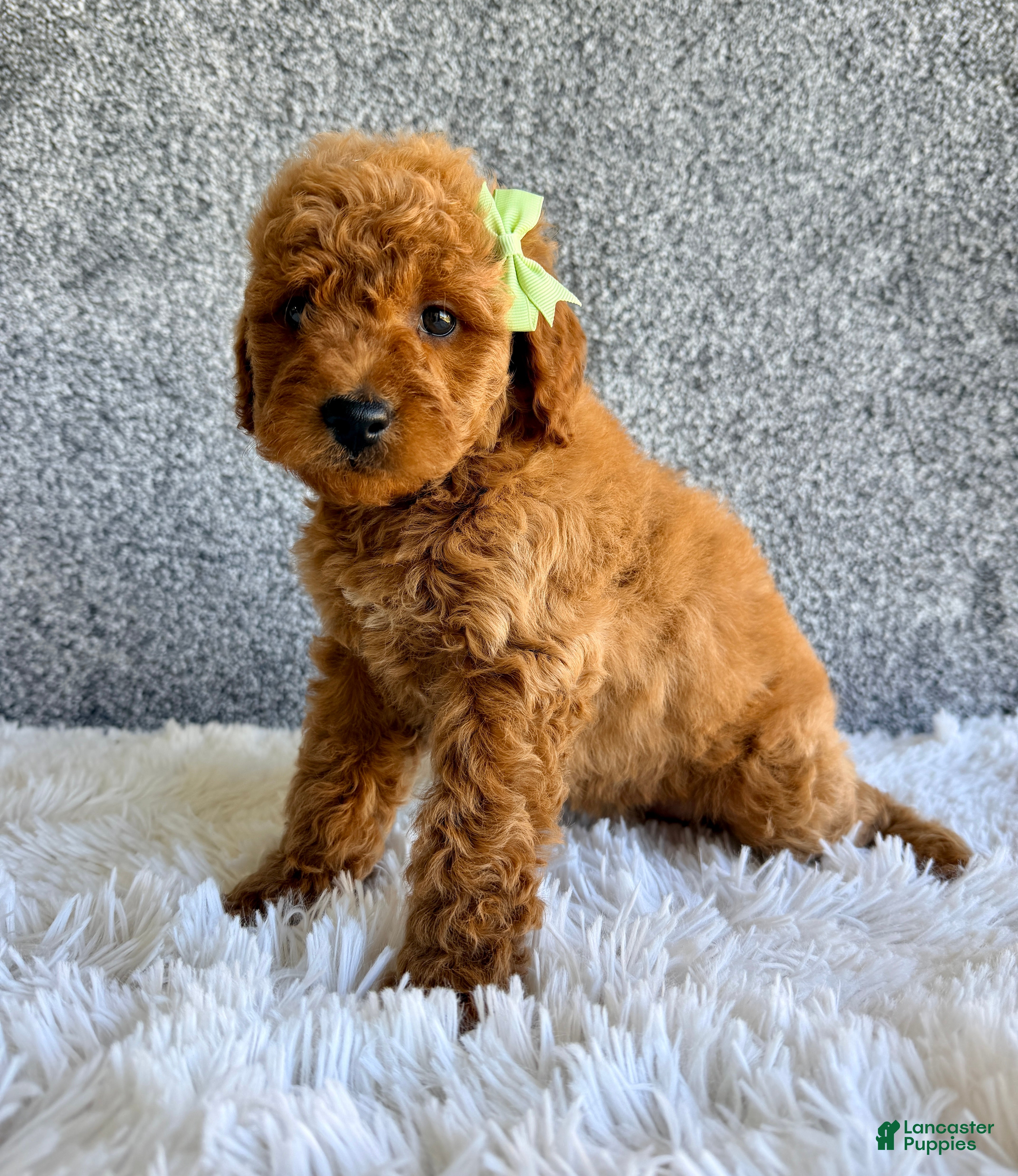 Mini Goldendoodle dogs Sadie - Ad 2