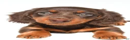 Dachshund dogs for sale: Gracie - Ad 4