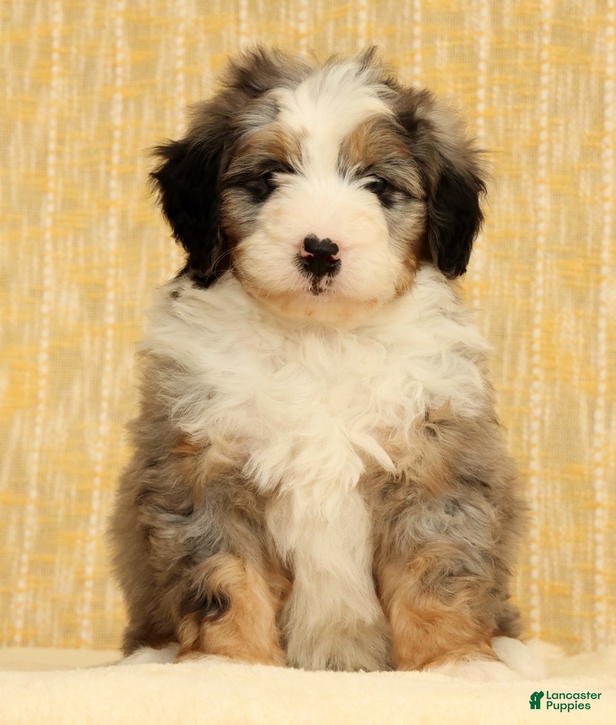 Mini Bernedoodle dogs River - Ad 2