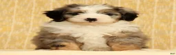 Mini Bernedoodle dogs for sale: River - Ad 2