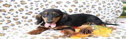 Dachshund dogs for sale: Sammy  - Ad 3