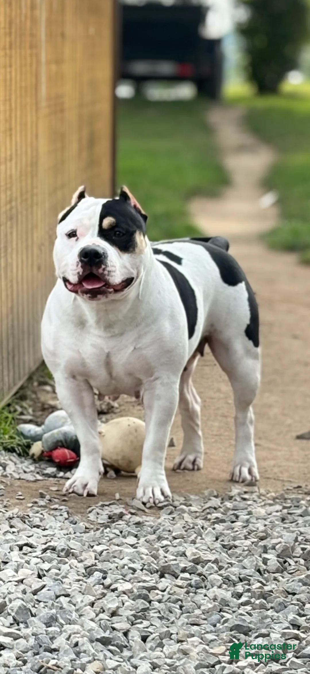 American Bully dogs for sale: American Bully Puppy 1 - Ad 7