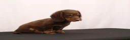 Dachshund dogs for sale: Ginger - Ad 6