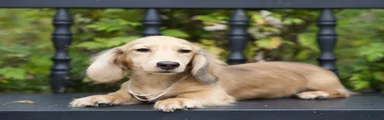 Miniature Dachshund Isaac