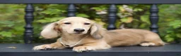 Miniature Dachshund dogs for sale: Miniature Dachshund Isaac - Ad 1