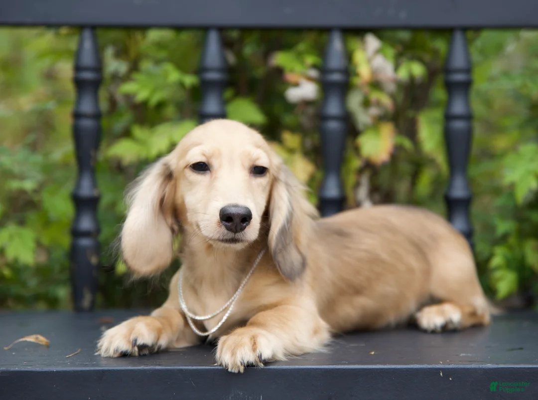 Miniature Dachshund dogs for sale: Miniature Dachshund Isaac - Ad 1