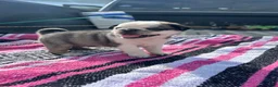Pug dogs for sale: Lady - Ad 4