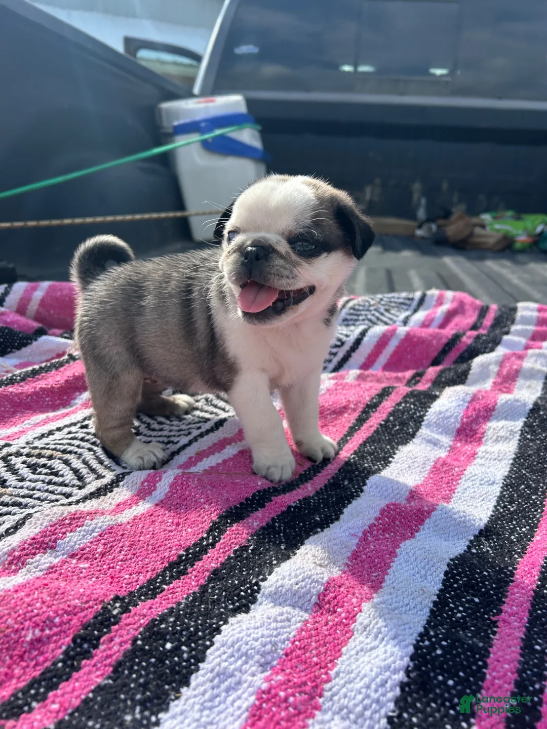 Pug dogs for sale: Lady - Ad 4